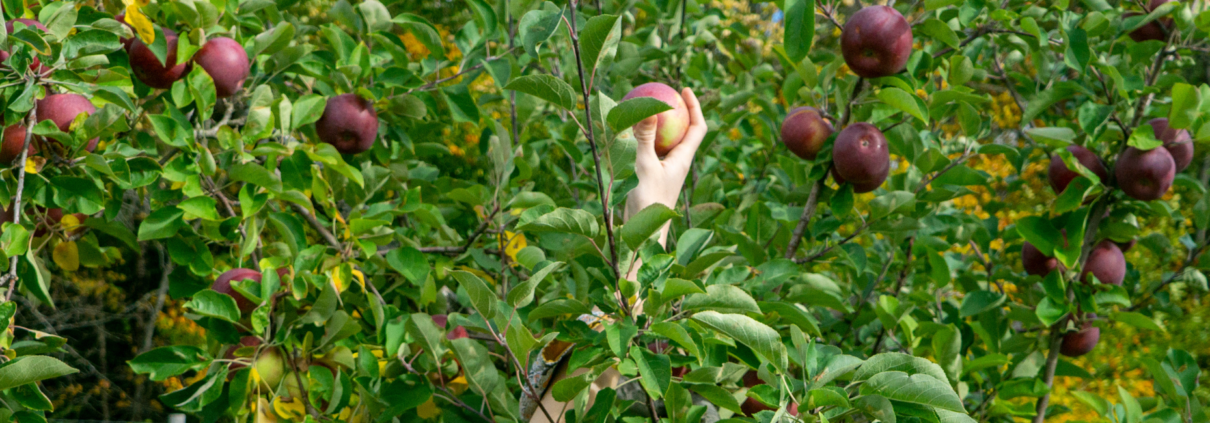 Apple Picking