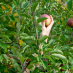 Apple Picking