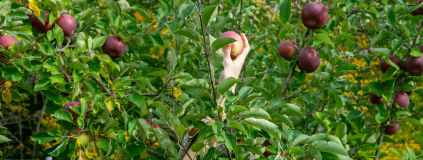 Apple Picking